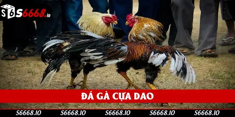 Đá Gà Cựa Dao - Giải Trí Đẳng Cấp Và Mãn Nhãn Nhất 2025