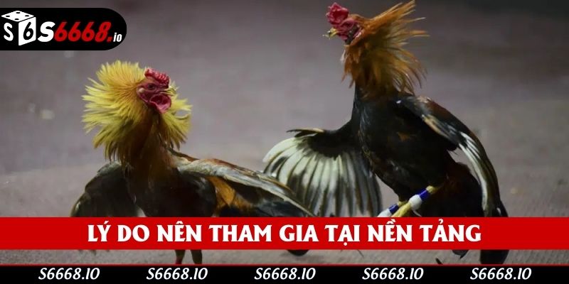 Lý do nên tham gia tại nền tảng